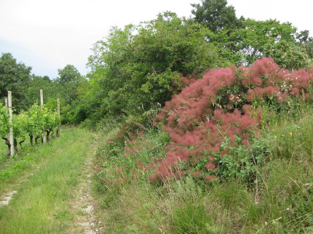 Agriturismo Campagnoletto Cavriana Eksteriør billede